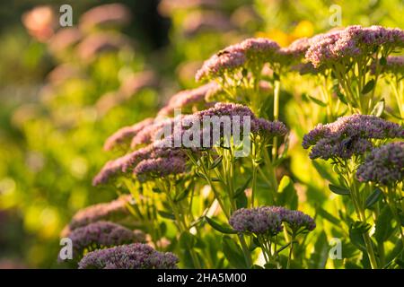 alto sedum (sedum telephium), il boccioli di fiori rosa aperto all'inizio dell'autunno, germania Foto Stock