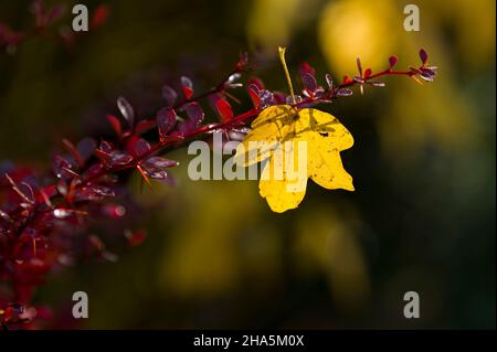 una foglia di acero giallo è appesa nei rami a foglia rossa di un barbacca (berberberi), colorati colori autunnali, retroilluminazione, atmosfera autunnale, germania Foto Stock