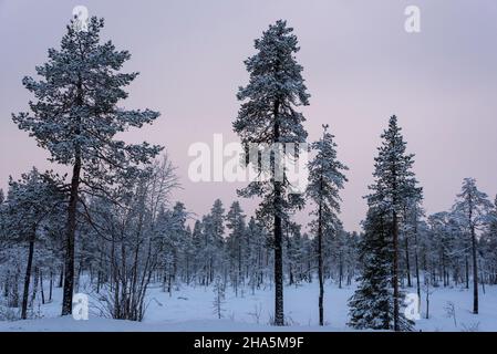 foresta innevata a vuontisjärvi,lapponia,finlandia Foto Stock