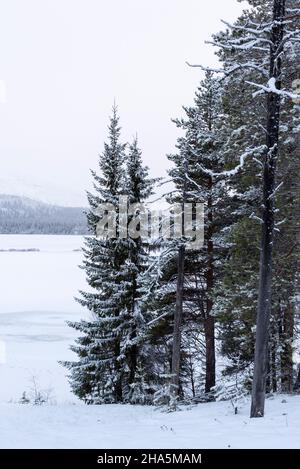 foresta innevata a vuontisjärvi,lapponia,finlandia Foto Stock