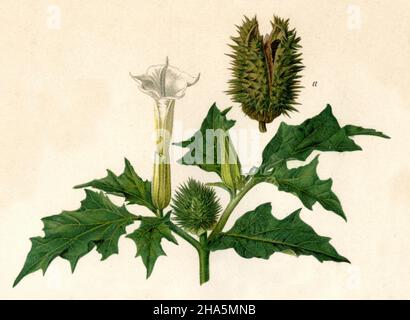Jimsonweed Datura stramonium, (Enciclopedia, 1898) Foto Stock