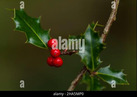 bacche rosse di agrifoglio (ilex) sul steingrund, riserva naturale vicino a bispisen, parco naturale della brughiera di lueneburg, germania, bassa sassonia Foto Stock