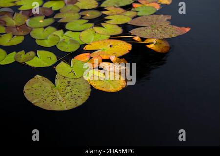 foglie di giglio d'acqua color autunno nelle acque scure degli stagni fairy, nel büsenbachtal vicino handeloh, parco naturale lüneburg heath, germania, bassa sassonia Foto Stock