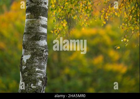 betulla nel fogliame autunnale, brughiera birkenbank tra egestorf e sudermühlen, vicino hanstedt, parco naturale lüneburg heath, germania, bassa sassonia Foto Stock