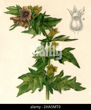 Ombra da notte o henbane nere Hyoscyamus niger, (enciclopedia, 1898) Foto Stock