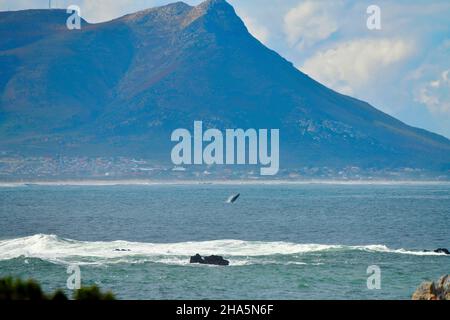 bracconaggio delle balene a destra del sud nella baia di sandown, capo occidentale, sudafrica. Foto Stock