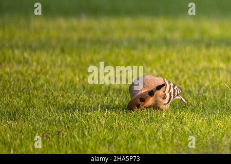 hoopoe upupa epops, uccello dell'anno 2022 Foto Stock