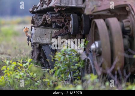 hoopoe upupa epops, uccello dell'anno 2022 Foto Stock