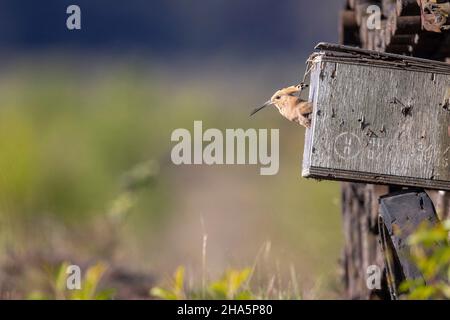 hoopoe upupa epops, uccello dell'anno 2022 Foto Stock
