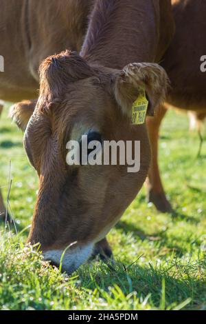 un bestiame giovane su un prato in autunno a strande, germania Foto Stock