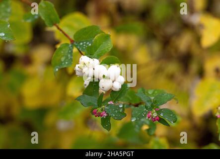 ramo di una siepe in autunno con gocce di rugiada,tällberg,siljansee,dalarna,svezia Foto Stock