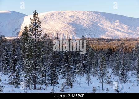 foresta innevata, alle sue spalle il pallastunturi, raattama, muonio, lapponia, finlandia Foto Stock