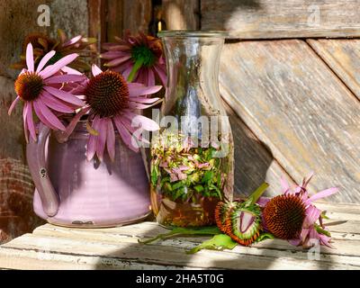 tintura di coneflower o echinacea in una bottiglia di wake-up con echinacea schiacciata e due fiori di echinacea, uno dei quali è tagliato a metà, su un tavolo di legno di fronte ad una caraffa con ulteriori fiori e una porta di legno Foto Stock