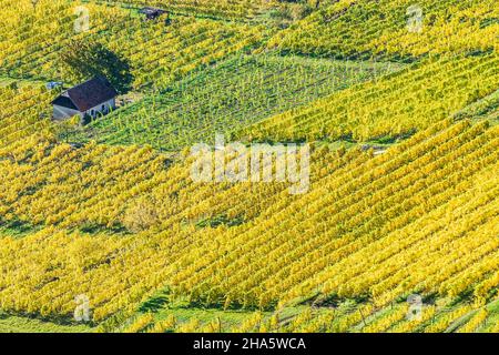 weißenkirchen in der wachau, vigneto, filari di viti, colori autunnali in wachau, niederösterreich / bassa austria, austria Foto Stock