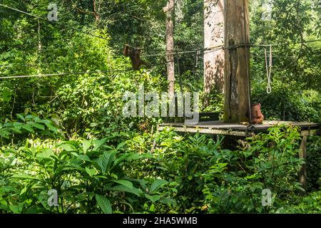 Orangutani bornei Pongo pygmaeus a Sepilok Orangutan Rehabilitation Center, Borneo Island, Malesia Foto Stock