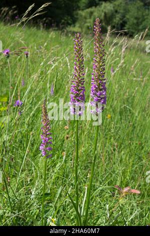 germania,baden-wuerttemberg,pfullingen,orchidea profumata,gymnadenia conopsea,nella biosfera dell'albo svevo Foto Stock