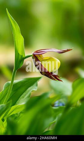 germania,baden-wuerttemberg,hohenstein-eglingen,slipper donna gialla,cypripedium calceolus,orchidea Foto Stock