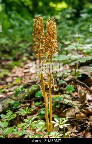 germania,baden-wuerttemberg,lenningen,orchidea nido d'uccello,neottia nidus-avis,famiglia delle orchidee,orchidee Foto Stock