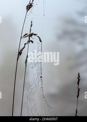 pigeon-ragnatela ragnatela su una lama di erba a schönbuch vicino al birkensee monumento naturale, altdorf, baden-württemberg, germania Foto Stock