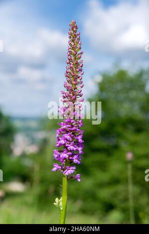 germania,baden-wuerttemberg,pfullingen,orchidea profumata,gymnadenia conopsea,nella biosfera dell'albo svevo Foto Stock