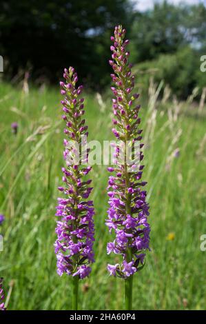 germania,baden-wuerttemberg,pfullingen,orchidea profumata,gymnadenia conopsea,nella biosfera dell'albo svevo Foto Stock