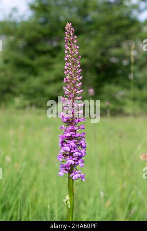 germania,baden-wuerttemberg,pfullingen,orchidea profumata,gymnadenia conopsea,nella biosfera dell'albo svevo Foto Stock