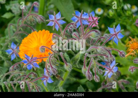 italia,alto adige,trentino-alto adige,alto adige,vinschgau,kastelbell,marein,giardino dei miei genitori in estate (luglio) Foto Stock