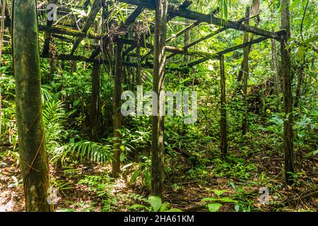 Vecchia capanna di legno marcio nella foresta pluviale vicino al fiume Kinabatangan, Sabah, Malesia Foto Stock