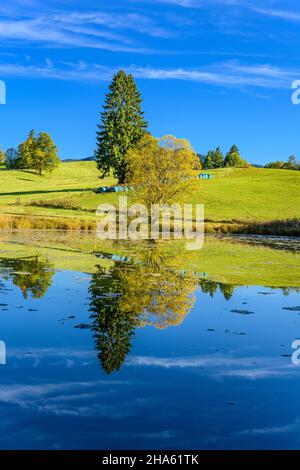 germania,baviera,alta baviera,oberland,saulgrub,böhmer weiher Foto Stock