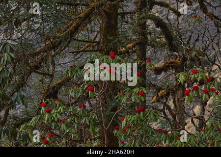 Primo piano di Rhododendron nella foresta di Himalaya. Foto Stock