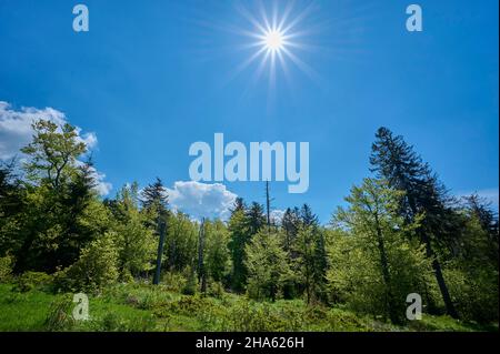 foresta,sole,primavera,großer inselsberg,bad tabarz,thuringia,germania Foto Stock