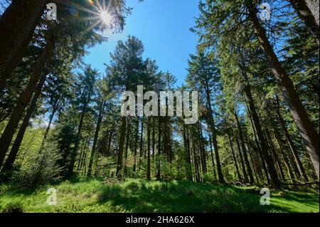 foresta,sole,primavera,großer inselsberg,bad tabarz,thuringia,germania Foto Stock