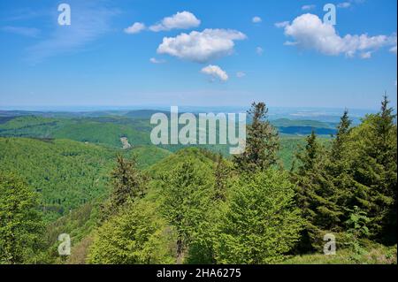 foresta,primavera,großer inselsberg,bad tabarz,foresta della turingia,germania Foto Stock