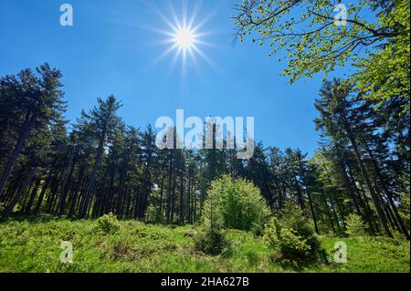 foresta,sole,primavera,großer inselsberg,bad tabarz,thuringia,germania Foto Stock