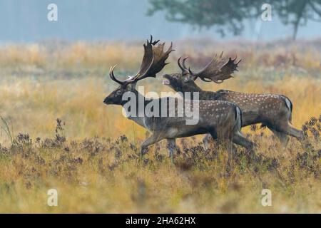 cervo di fava nel rut,cerco dama,autunno,assia,germania,europa Foto Stock