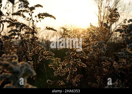 germania,baviera,alta baviera,distretto di altötting,innauen vicino a neuötting,pulci sbiaditi in autunno,tramonto,retroilluminazione,umore,tristezza,silenzio,misticismo Foto Stock