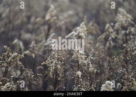 germania,baviera,alta baviera,distretto di altötting,innauen vicino a neuötting,fleabane sbiadite,autunno,nebbia,umore,tristezza,silenzio,misticismo Foto Stock