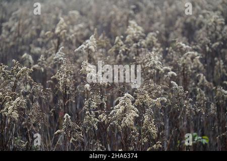 germania,baviera,alta baviera,distretto di altötting,innauen vicino a neuötting,fleabane sbiadite,autunno,nebbia,umore,tristezza,silenzio,misticismo Foto Stock