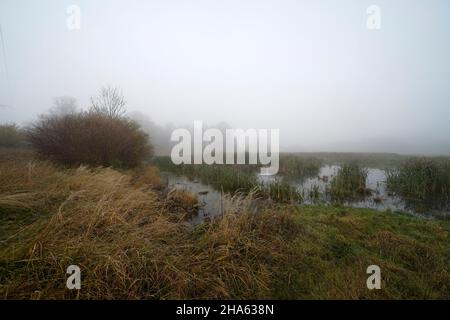 germania,baviera,alta baviera,distretto di altötting,neuötting,innauen,wetland,pudle,canne,autunno,nebbia,nocciola Foto Stock