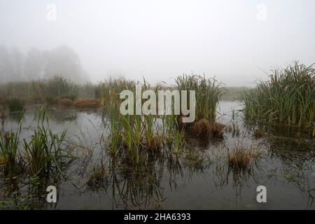 germania,baviera,alta baviera,distretto di altötting,neuötting,innauen,wetland,pudle,canne,autunno,nebbia,nocciola Foto Stock