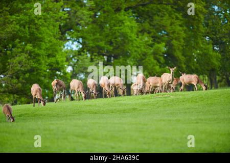 cervo rosso (cervicus elaphus), impacco, prato, schiarimento, stand Foto Stock