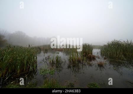 germania,baviera,alta baviera,distretto di altötting,neuötting,innauen,wetland,pudle,canne,autunno,nebbia,nocciola Foto Stock