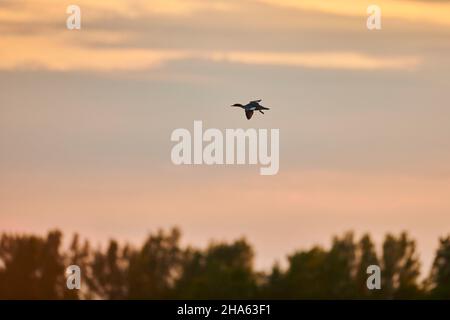 goosander (mergus merganser) femmina vola sul danubio al tramonto, baviera, germania Foto Stock