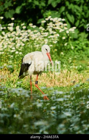 cicogna bianca (ciconia ciconia) in un prato, baviera, germania Foto Stock