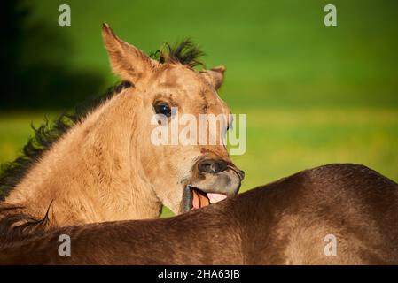 cavallo nazionale (equus caballus), cavallo del quartiere americano, volpe, paddock, in piedi Foto Stock