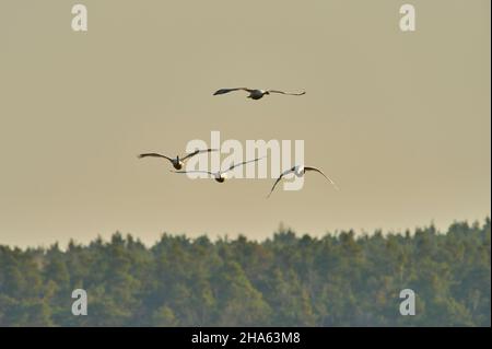 cigni muti (cygnus olor),in volo,franconia,baviera,germania Foto Stock