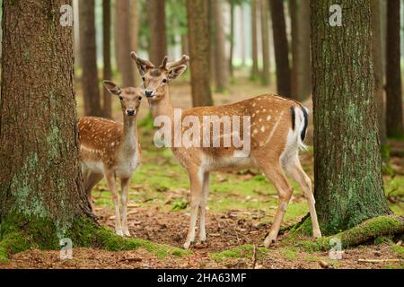 daino (dama dama),foresta,stand,guarda la fotocamera Foto Stock