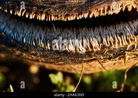 il pesce gatto europeo morto (silurus glanis) si trova vicino ad una strada vicino al danubio, baviera, germania Foto Stock