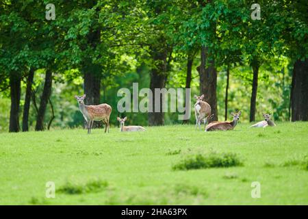 cervo sika (cervo nippon),campo,in piedi Foto Stock