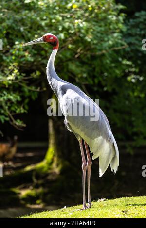 La gru Sarus, Grus antigone è un grande non-gru migratori trovati in parti del subcontinente indiano, sud-est asiatico e Australia. Foto Stock